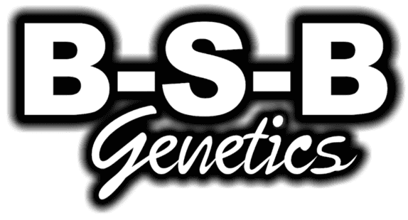 BSBs Cali Collection Seeds