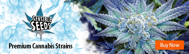 Sensible Seeds premium Cannabis Strains