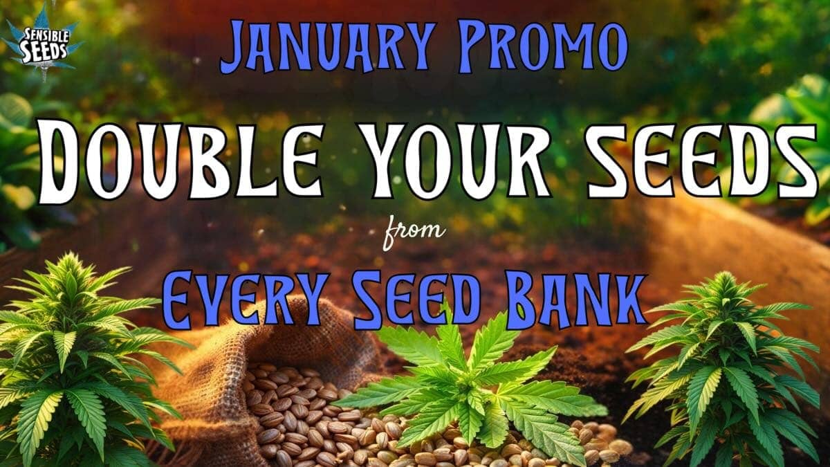 Double your cannabis seeds  for free