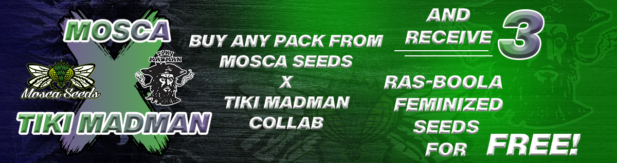 Tiki Madman x Mosca Seeds