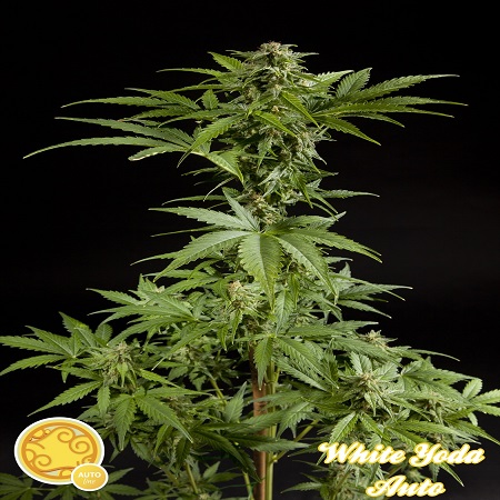 Philosopher Seeds White Yoda Auto Feminized