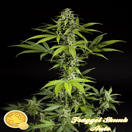 Philosopher Seeds Fraggle Skunk Auto Feminized