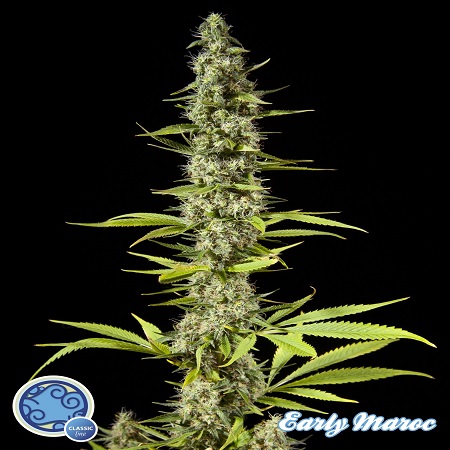 Philosopher Seeds Early Maroc Feminized