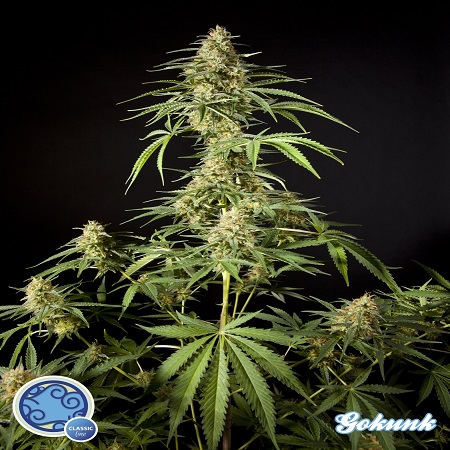 Philosopher Seeds Gokunk Feminized