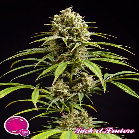 Philosopher Seeds Jack El Frutero Feminized