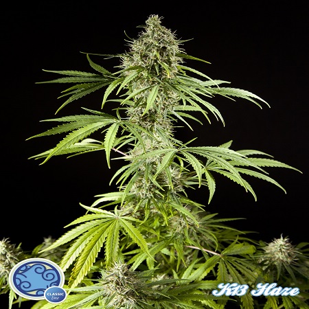 Philosopher Seeds K-13 Haze Feminized