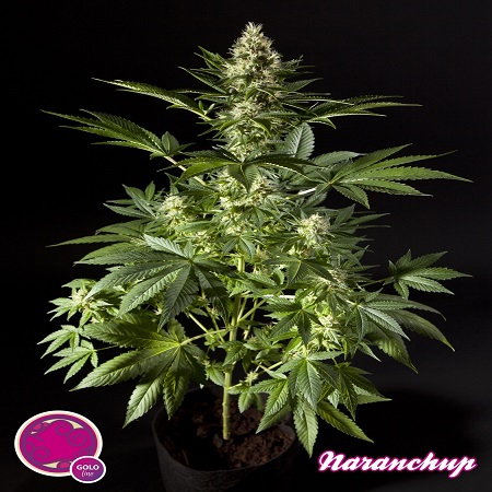 Philosopher Seeds Orange Candy Feminized