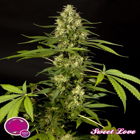 Philosopher Seeds SweetLove Feminized