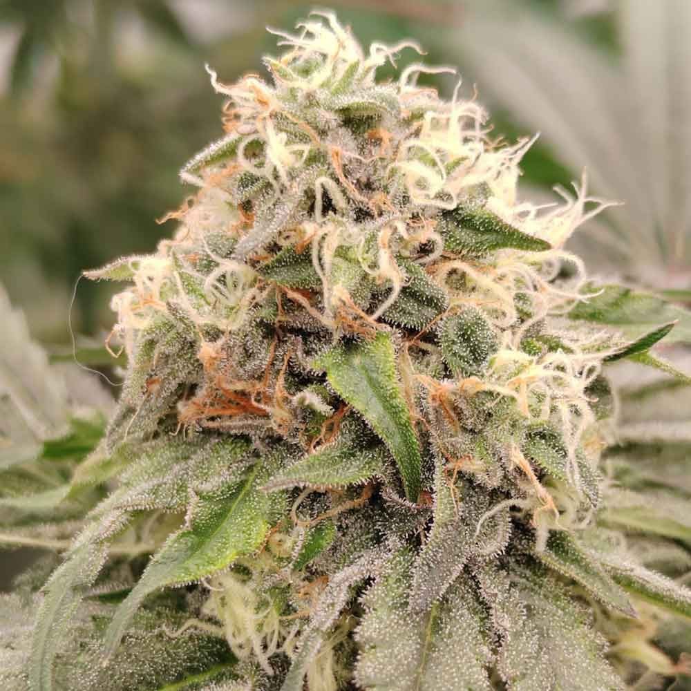 Karma Genetics Seeds - 41 Zi - Regular