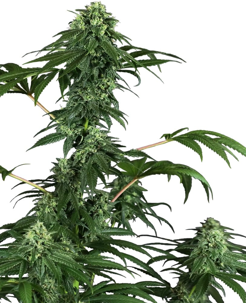 420 Punch - Feminized - Sensi Seeds Research 
