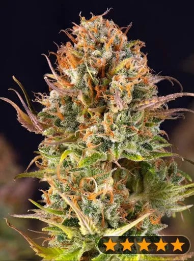 Power Strains - 5Star Auto Orange Bud Feminized Power Strains - 5Star Auto Orange Bud Feminized