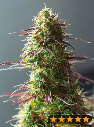 Power Strains - 5Star Auto Strawberry Haze Power Strains - 5Star Auto Strawberry Haze