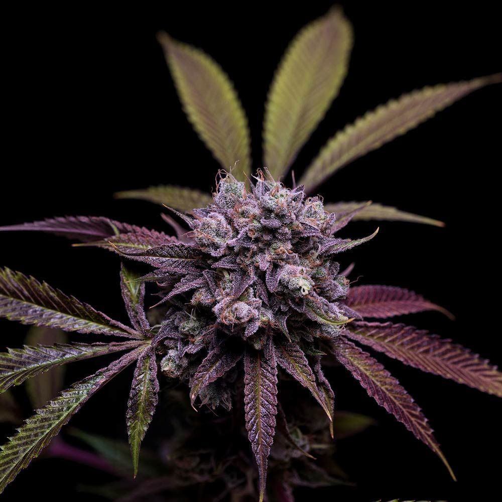 Green Bodhi Genetics - 78 Tenzin #4 - Regular Green Bodhi Genetics - 78 Tenzin #4 - Regular