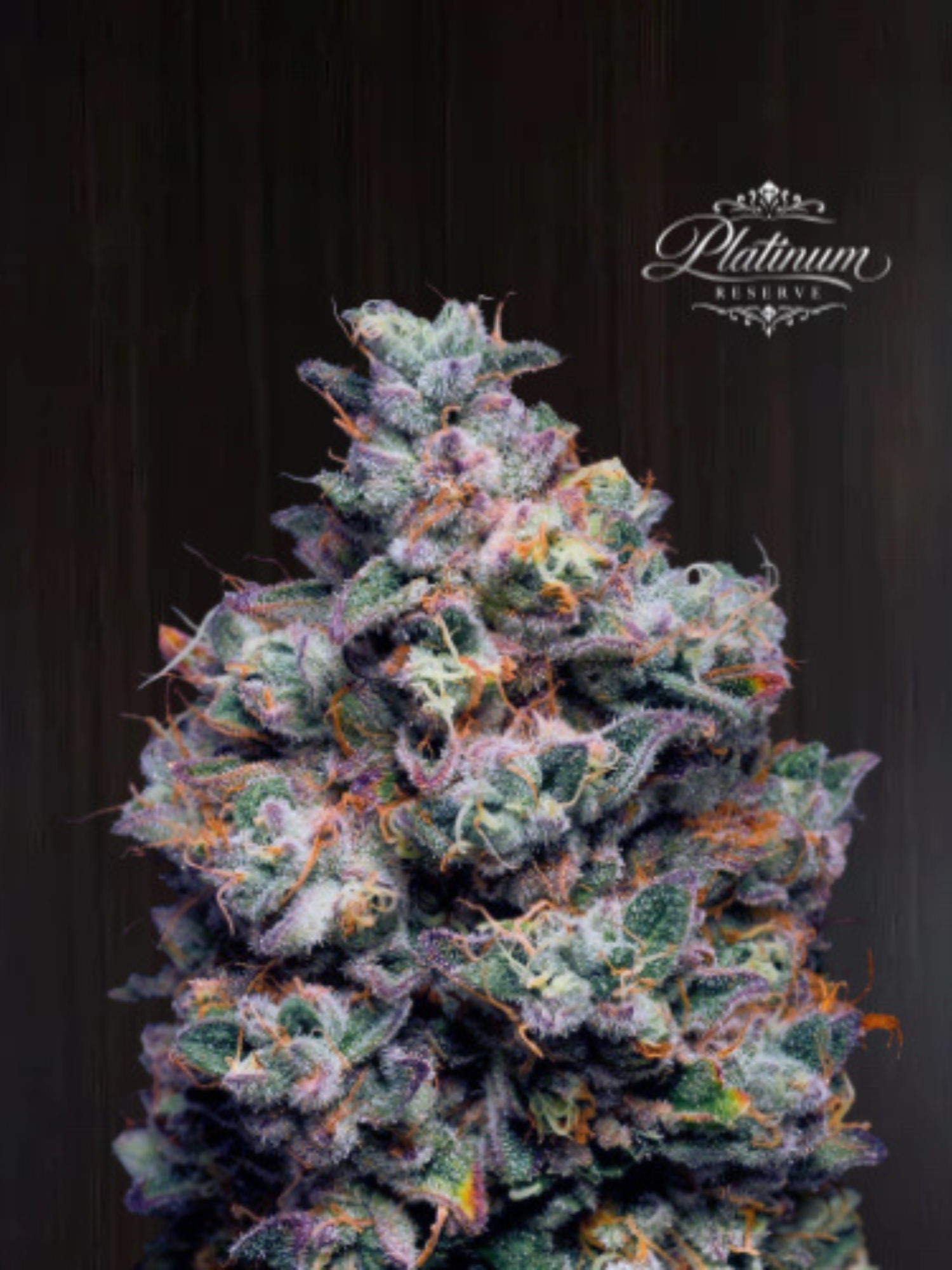 Platinum Reserve - Açai Velvet Feminized