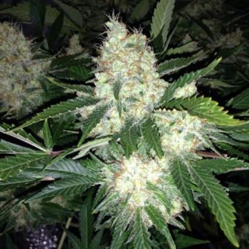 Phoenix Seeds - AK27 Express Auto Feminized Phoenix Seeds - AK27 Express Auto Feminized