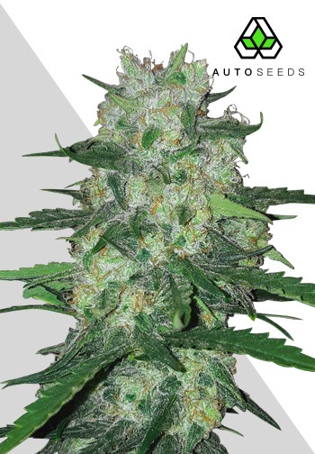 Auto Seeds - AK47 Auto Feminised