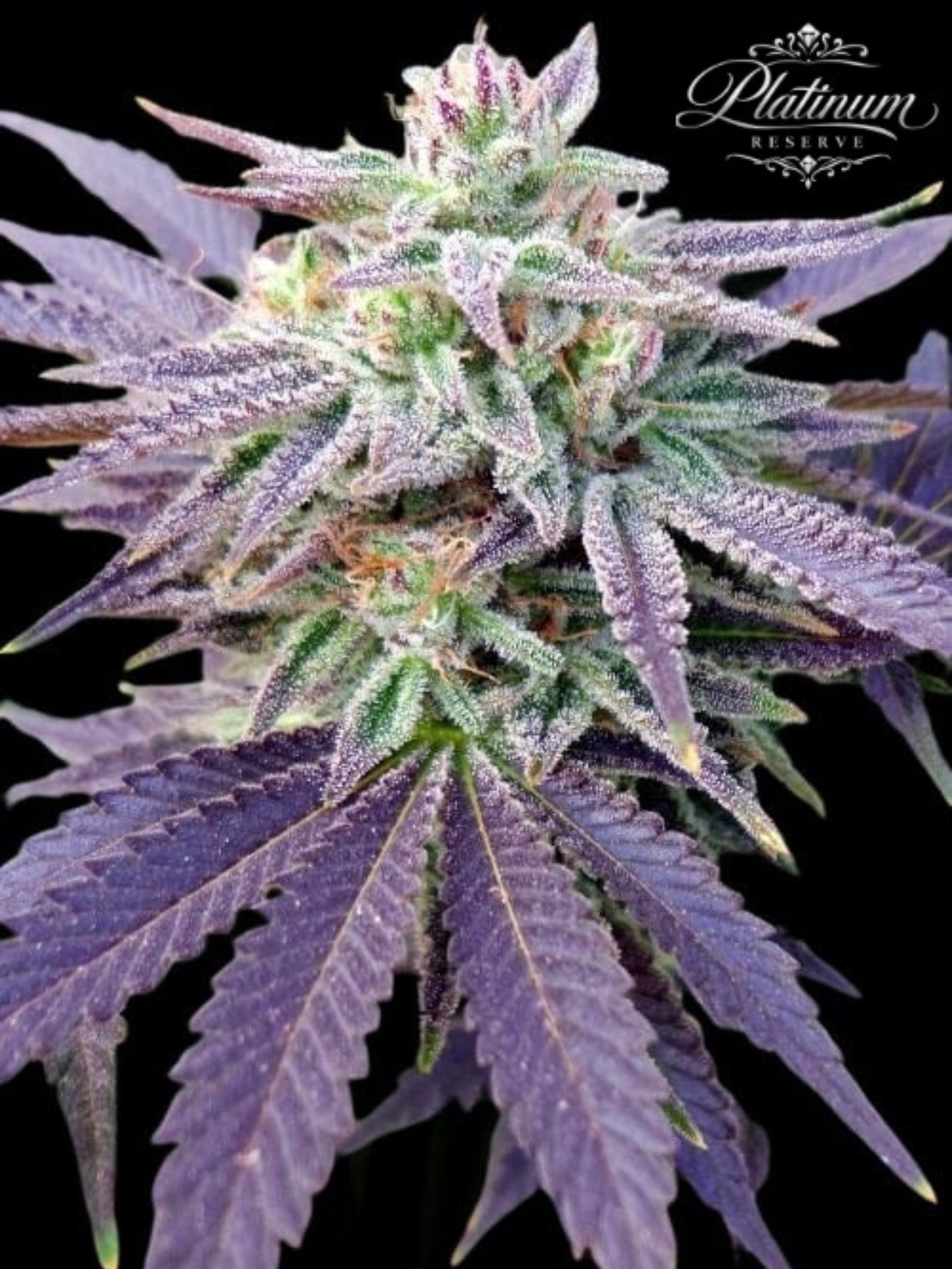 Platinum Reserve - Ammonite Feminized