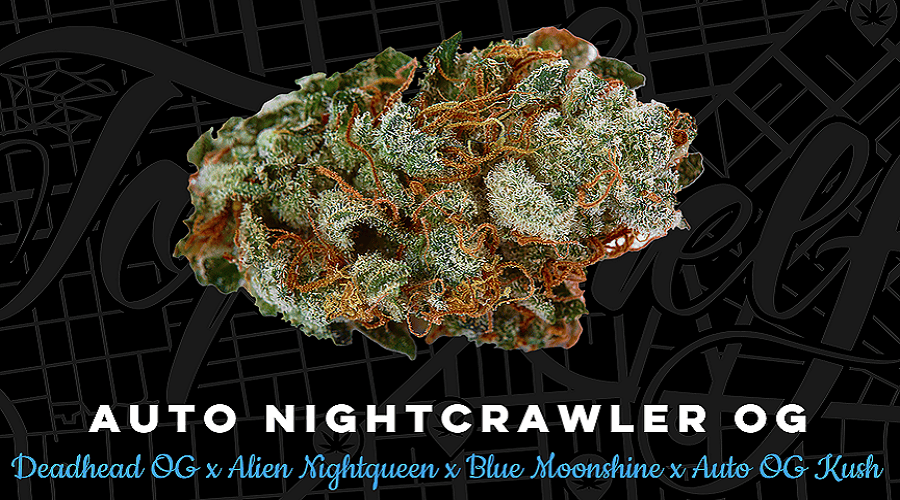 Top Shelf Elite Seeds Auto Nightcrawler O.G. Feminized
