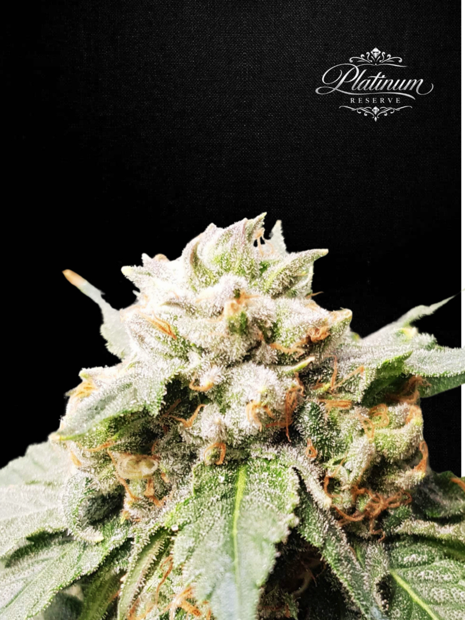 Platinum Reserve - Aurora Crème Feminized