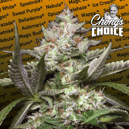Auto Kong 4 - Feminized - Chong's Choice Collection