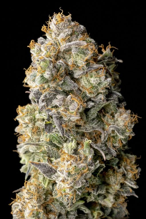 Advanced Seeds - Acai Mintz - Feminised