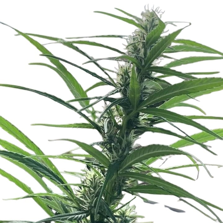 Scott Family Farms Acapulco Gold IBL Regular    