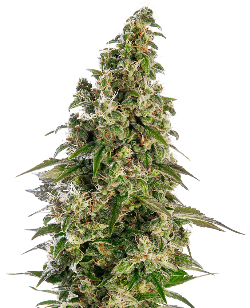 Sensi Seeds - Afghani #1 Automatic Feminised