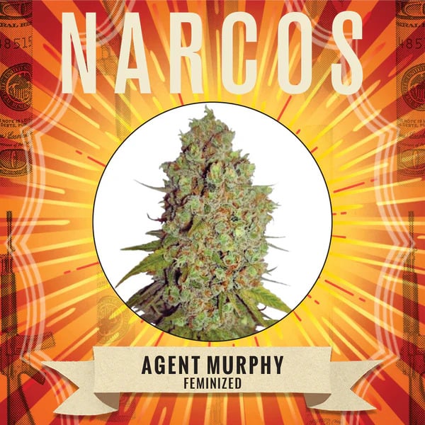 Narcos Seedbank - Agent Murphy Feminized Narcos Seedbank - Agent Murphy Feminized