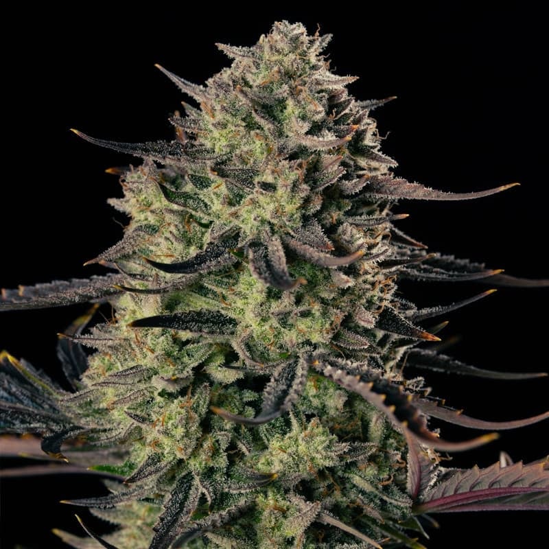 Silent Seeds - Alien Gas XXL Auto - Feminized