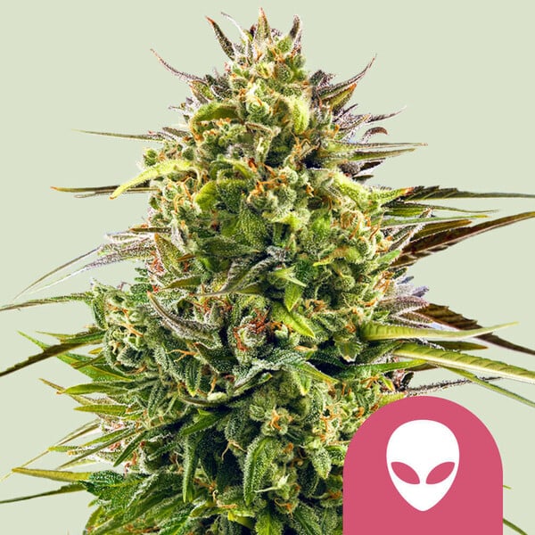 Royal Queen Seeds - Alien OG - Feminized Royal Queen Seeds - Alien OG - Feminized