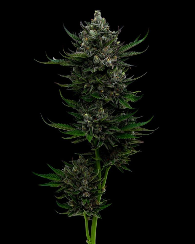 2025 Cannabis Seed Collection - All Gas OG - Feminized 