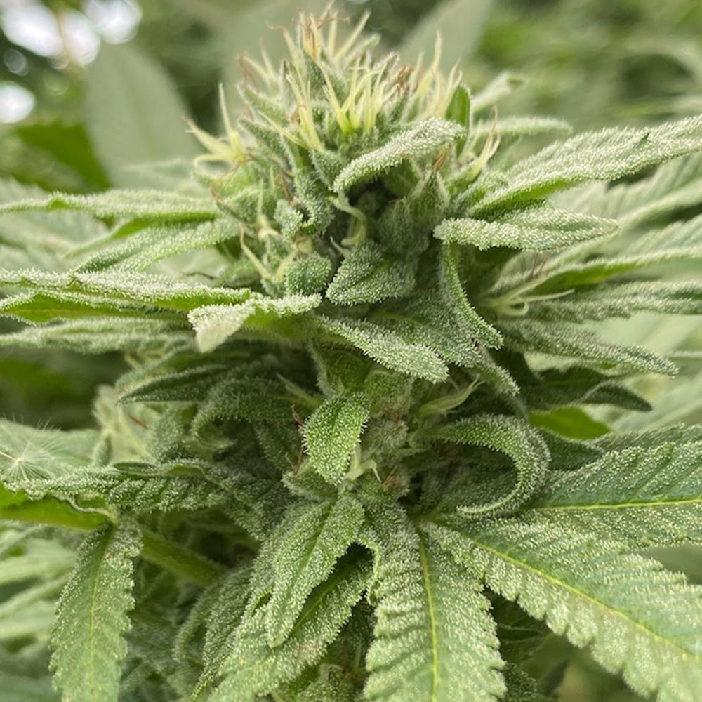 Cali Connection Seeds - Alpine Strawberry Feminized