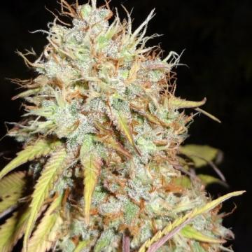 Phoenix Seeds - Amnesia Express Auto Feminized Phoenix Seeds - Amnesia Express Auto Feminized