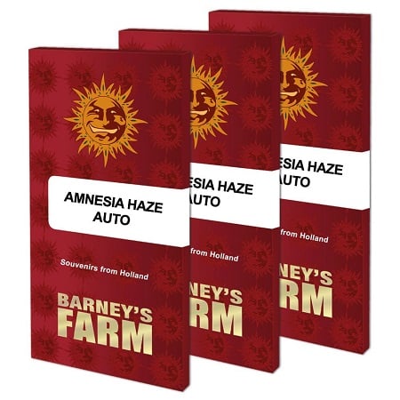 Amnesia Haze Auto - Feminized - Barney's Farm