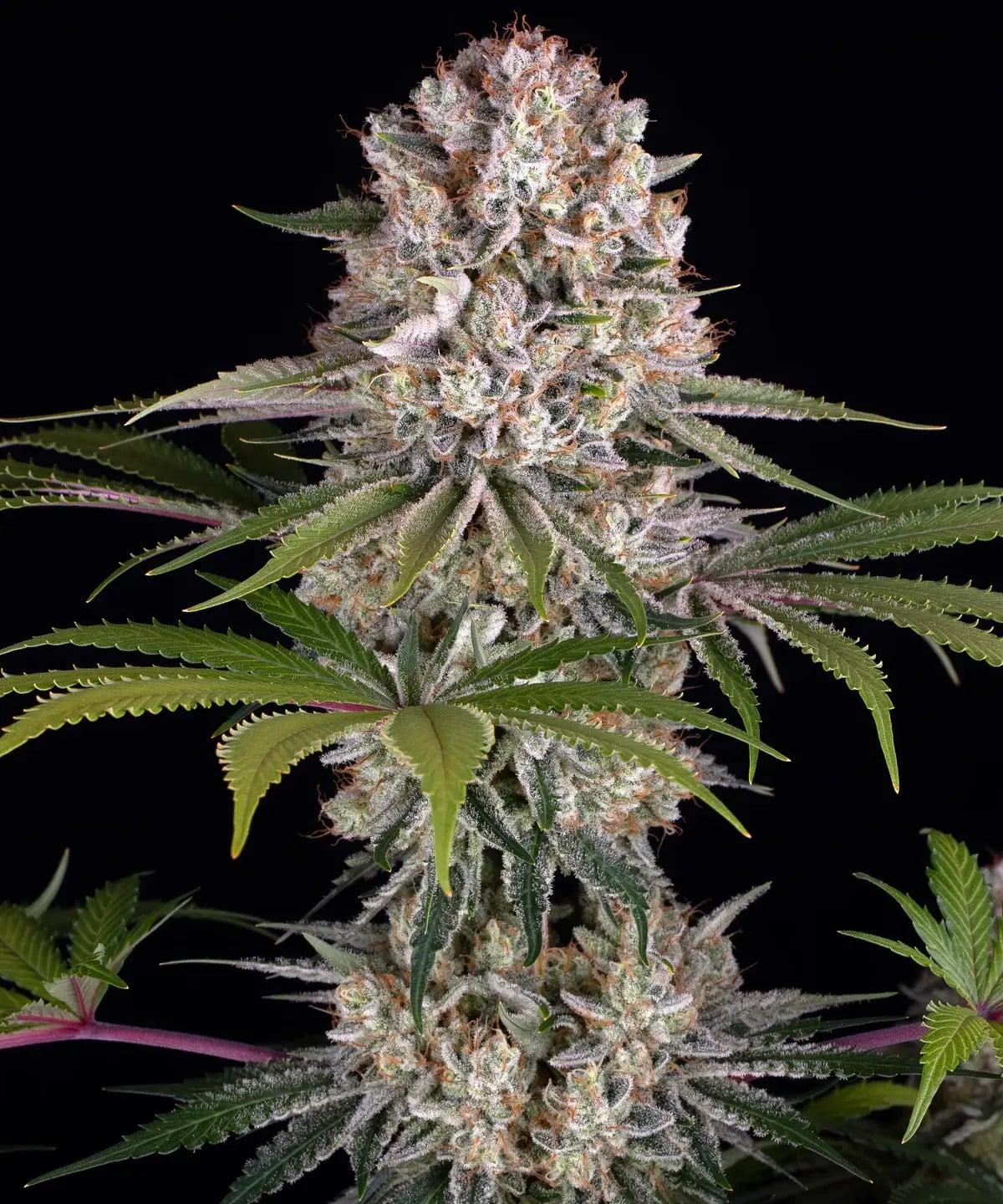 Barney's Farm Seeds - Amnesia Haze Feminized