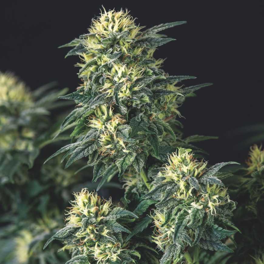 Pyramid Seeds - Anesthesia x Runtz Limited Edition Gold Line Feminized
