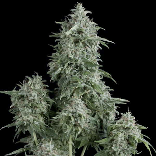 Pyramid Seeds - Anubis Feminized
