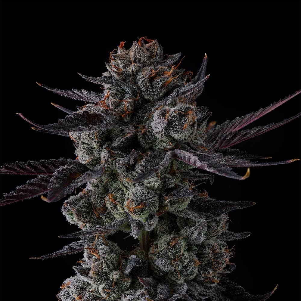 Compound Genetics - Any Day - Feminized Compound Genetics - Any Day - Feminized