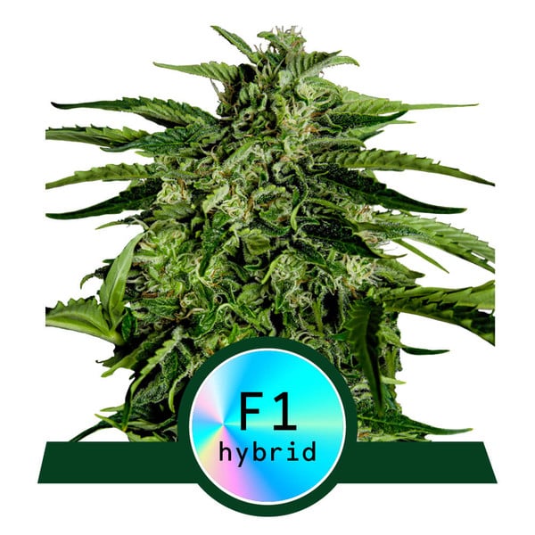 Epsilon F1 Auto – Feminized – Royal Queen Seeds Epsilon F1 Auto – Feminized – Royal Queen Seeds
