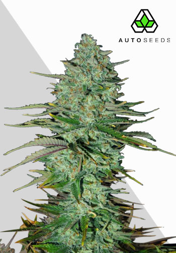 Auto Seeds - Apple Fritters Auto Feminised