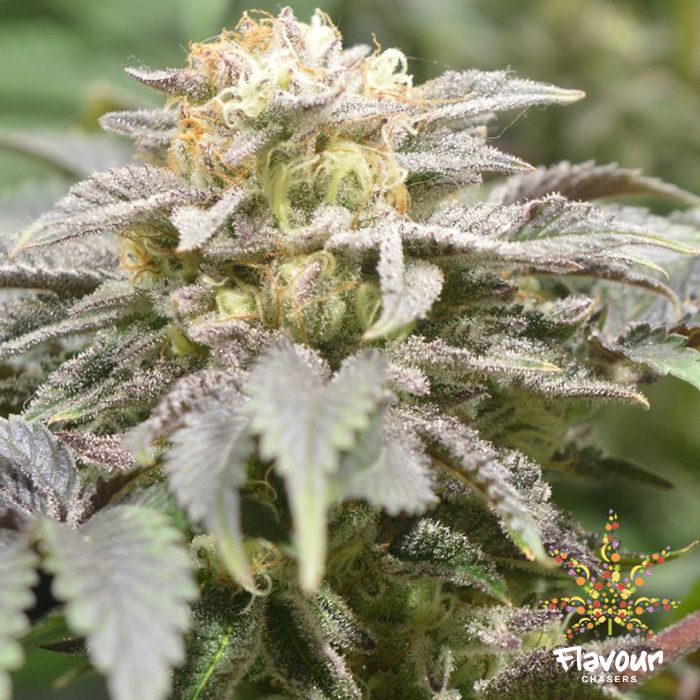 Flavour Chasers Seeds - Apples and Bananas - Feminized Flavour Chasers Seeds - Apples and Bananas - Feminized