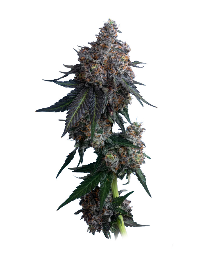 Maverick's Genetics Seeds - Apples n Bananas Feminized