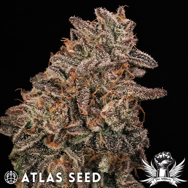 Atlas Seed Banana Cream Sundae - Feminized