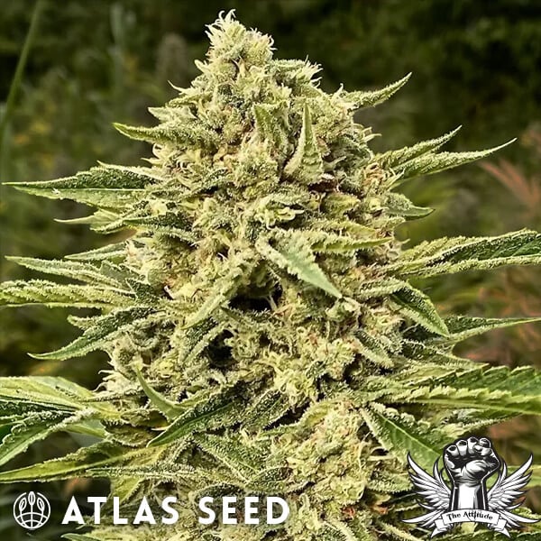 Atlas Seed Blueberry Swirl - Feminized
