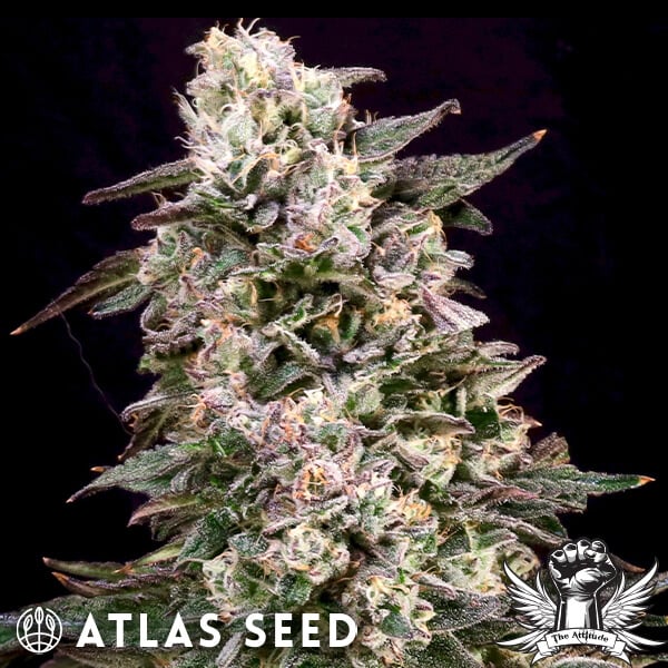 Atlas Seed Cheetah the Hut - Feminized