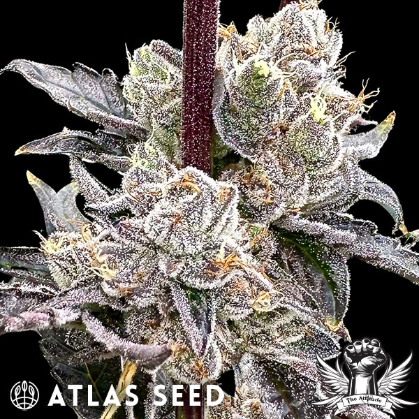 Atlas Seed Dry Erase Marker - Feminized