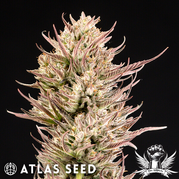 Atlas Seed Face Fat Auto - Feminized