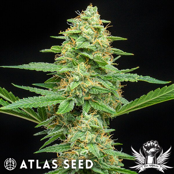 Atlas Seed Froot By The Foot Auto - Feminized