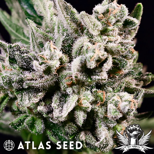 Atlas Seed GMO Bomb - Feminized