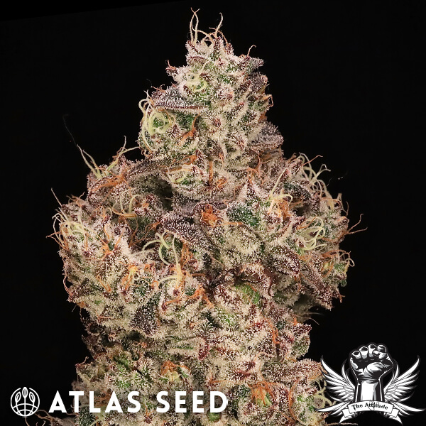 Atlas Seed Gopher Glue - Feminized